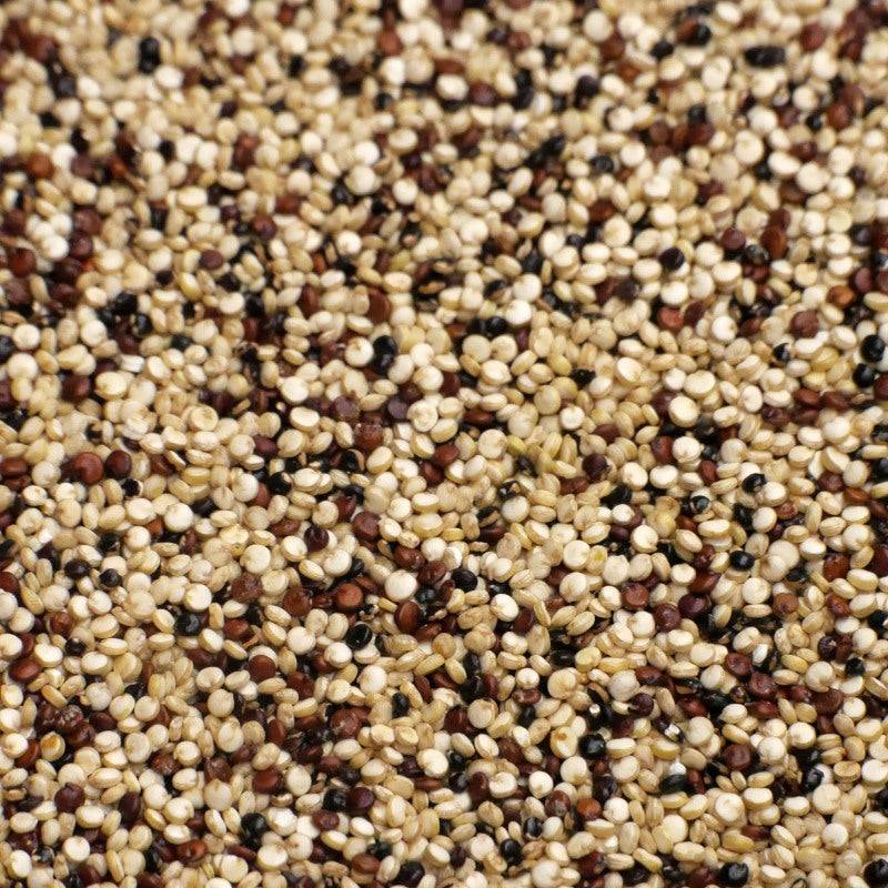 Bio-Quinoa bunt Tricolore – Erhältlich bei Kornkiste, der nachhaltigen Unverpackt-Online-Foodcoop. Bio, plastikfrei und ökologisch verpackt im praktischen Mehrweg-Großgebinde. Lose und ressourcenschonend für gemeinschaftliches, bewusstes Einkaufen. Jetzt online bestellen!