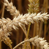 Bio-Weizen ganzes Korn, Bioland – Erhältlich bei Kornkiste, der nachhaltigen Unverpackt-Online-Foodcoop. Bio, plastikfrei und ökologisch verpackt im praktischen Mehrweg-Großgebinde. Lose und ressourcenschonend für gemeinschaftliches, bewusstes Einkaufen. Jetzt online bestellen!