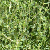 Bio-Thymian gerebelt – Erhältlich bei Kornkiste, der nachhaltigen Unverpackt-Online-Foodcoop. Bio, plastikfrei und ökologisch verpackt im praktischen Mehrweg-Großgebinde. Lose und ressourcenschonend für gemeinschaftliches, bewusstes Einkaufen. Jetzt online bestellen!