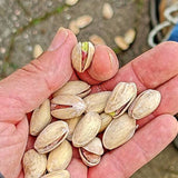 Bio-Pistazien in der Schale geröstet und gesalzen – Erhältlich bei Kornkiste, der nachhaltigen Unverpackt-Online-Foodcoop. Bio, plastikfrei und ökologisch verpackt im praktischen Mehrweg-Großgebinde. Lose und ressourcenschonend für gemeinschaftliches, bewusstes Einkaufen. Jetzt online bestellen!