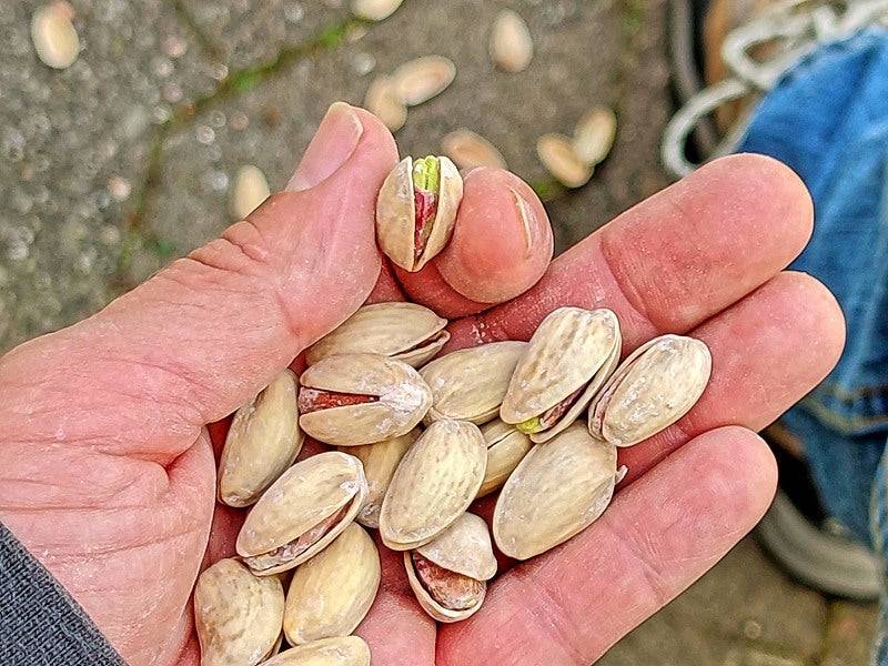 Bio-Pistazien in der Schale geröstet und gesalzen – Erhältlich bei Kornkiste, der nachhaltigen Unverpackt-Online-Foodcoop. Bio, plastikfrei und ökologisch verpackt im praktischen Mehrweg-Großgebinde. Lose und ressourcenschonend für gemeinschaftliches, bewusstes Einkaufen. Jetzt online bestellen!