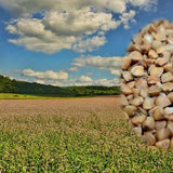 Bio-Buchweizen aus Deutschland – Erhältlich bei Kornkiste, der nachhaltigen Unverpackt-Online-Foodcoop. Bio, plastikfrei und ökologisch verpackt im praktischen Mehrweg-Großgebinde. Lose und ressourcenschonend für gemeinschaftliches, bewusstes Einkaufen. Jetzt online bestellen!
