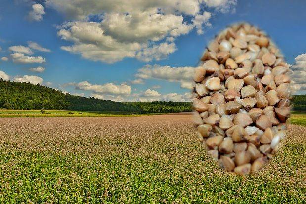 Bio-Buchweizen aus Deutschland – Erhältlich bei Kornkiste, der nachhaltigen Unverpackt-Online-Foodcoop. Bio, plastikfrei und ökologisch verpackt im praktischen Mehrweg-Großgebinde. Lose und ressourcenschonend für gemeinschaftliches, bewusstes Einkaufen. Jetzt online bestellen!
