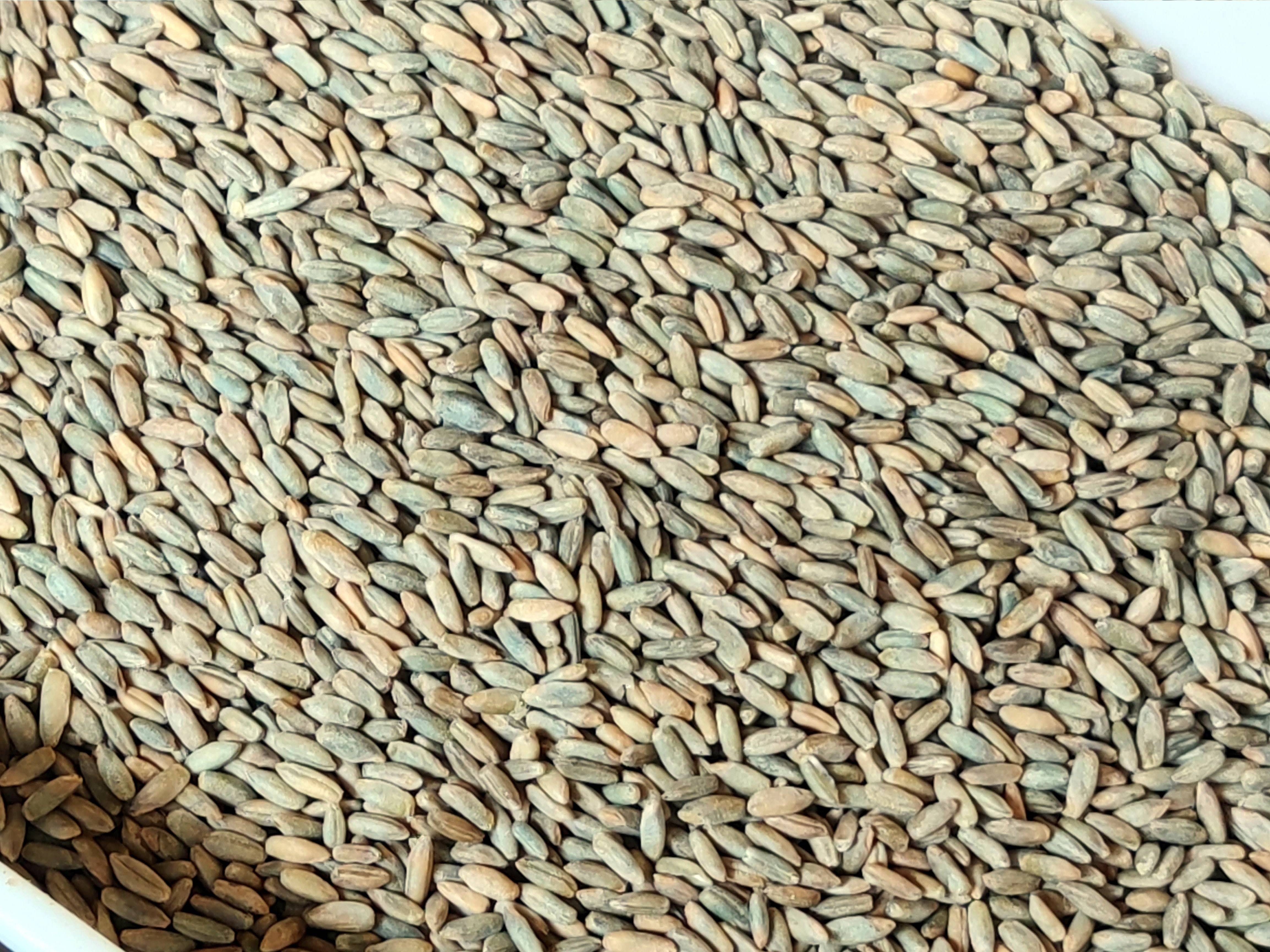 Bio-Roggen ganzes Korn, Bioland – Erhältlich bei Kornkiste, der nachhaltigen Unverpackt-Online-Foodcoop. Bio, plastikfrei und ökologisch verpackt im praktischen Mehrweg-Großgebinde. Lose und ressourcenschonend für gemeinschaftliches, bewusstes Einkaufen. Jetzt online bestellen!