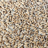 Bio-Dinkel ganzes Korn (Bioland) – Erhältlich bei Kornkiste, der nachhaltigen Unverpackt-Online-Foodcoop. Bio, plastikfrei und ökologisch verpackt im praktischen Mehrweg-Großgebinde. Lose und ressourcenschonend für gemeinschaftliches, bewusstes Einkaufen. Jetzt online bestellen!