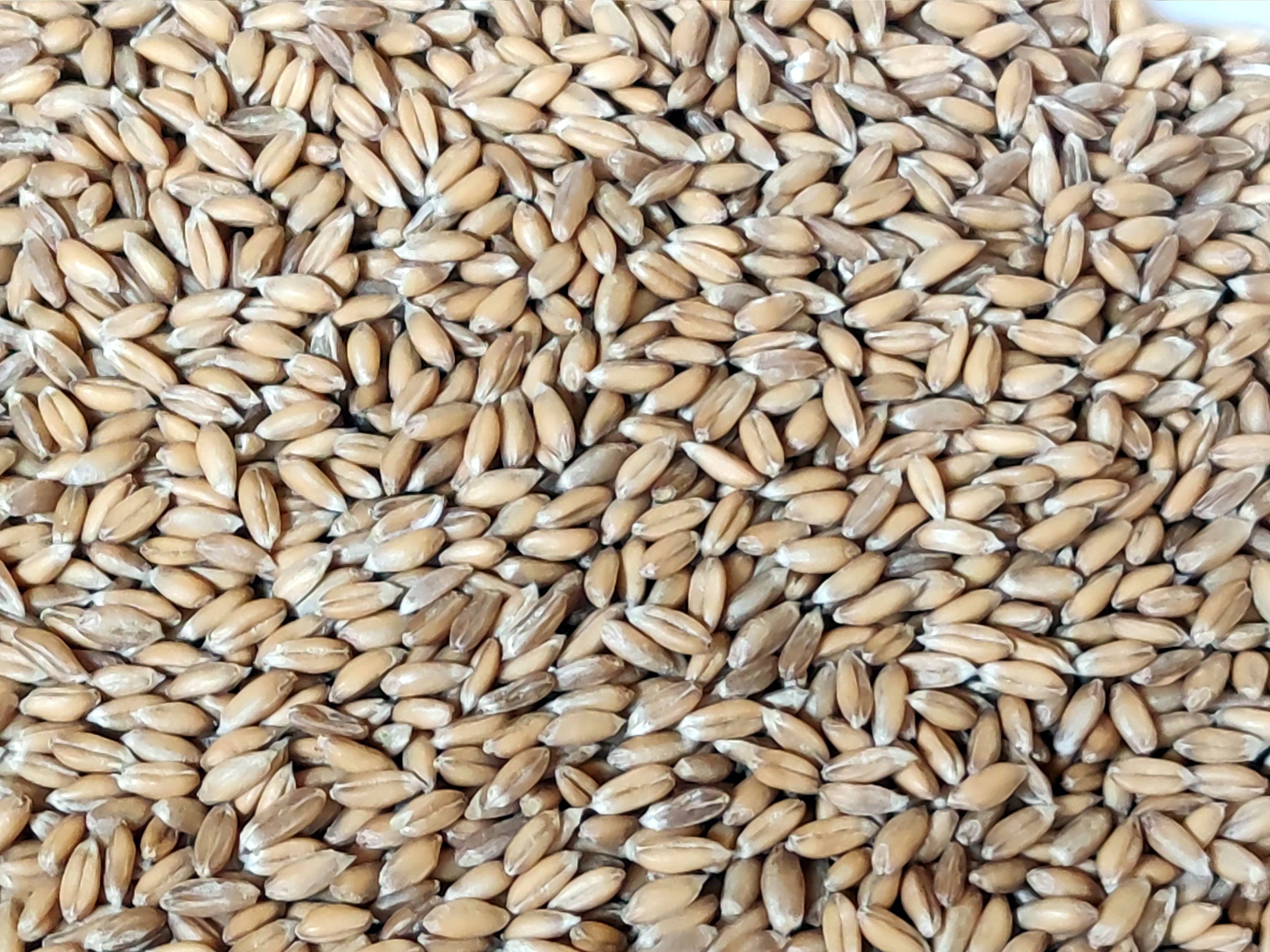 Bio-Dinkel ganzes Korn (Bioland) – Erhältlich bei Kornkiste, der nachhaltigen Unverpackt-Online-Foodcoop. Bio, plastikfrei und ökologisch verpackt im praktischen Mehrweg-Großgebinde. Lose und ressourcenschonend für gemeinschaftliches, bewusstes Einkaufen. Jetzt online bestellen!