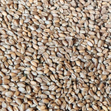 Bio-Weizen ganzes Korn, Bioland – Erhältlich bei Kornkiste, der nachhaltigen Unverpackt-Online-Foodcoop. Bio, plastikfrei und ökologisch verpackt im praktischen Mehrweg-Großgebinde. Lose und ressourcenschonend für gemeinschaftliches, bewusstes Einkaufen. Jetzt online bestellen!
