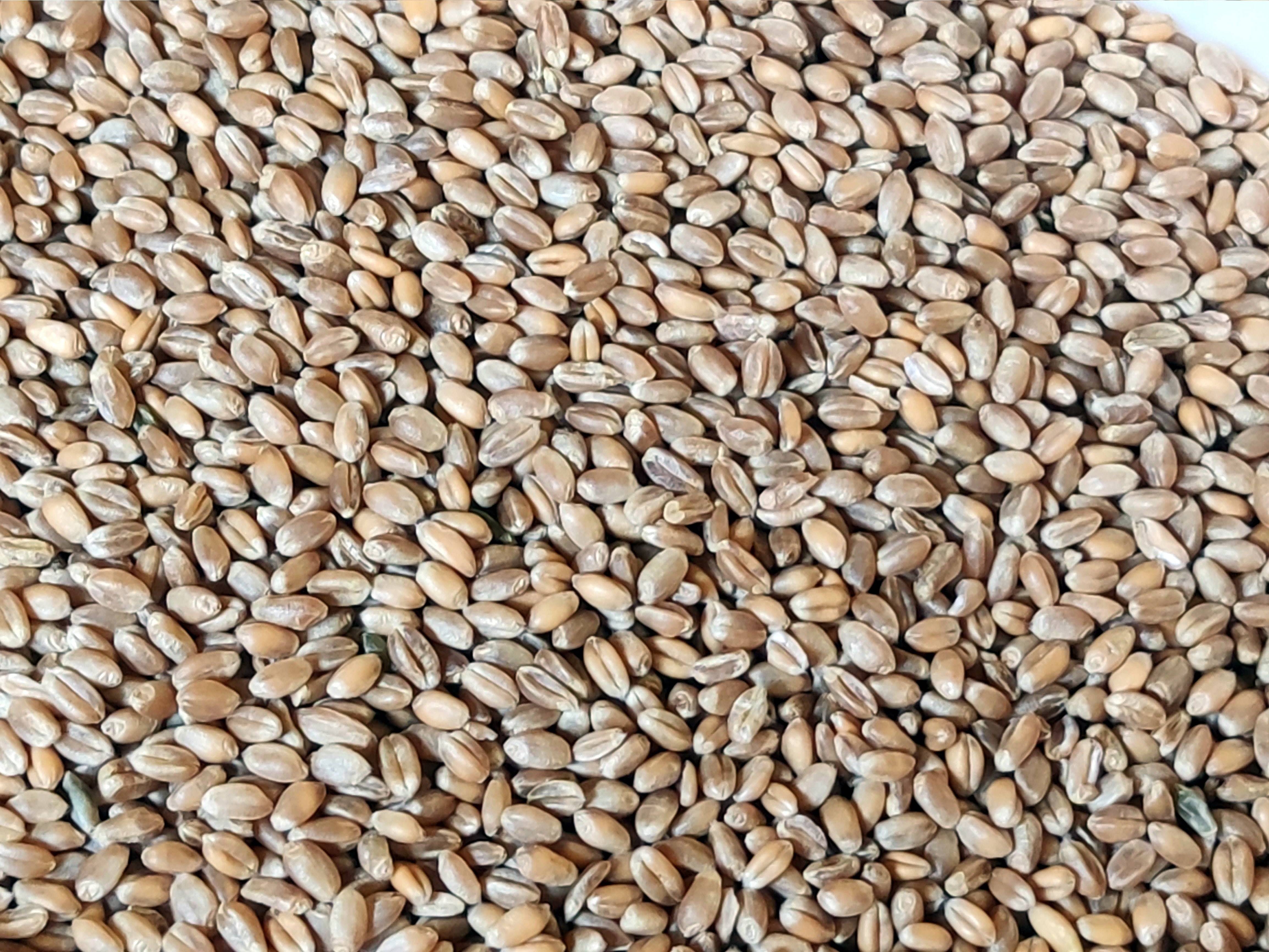 Bio-Weizen ganzes Korn, Bioland – Erhältlich bei Kornkiste, der nachhaltigen Unverpackt-Online-Foodcoop. Bio, plastikfrei und ökologisch verpackt im praktischen Mehrweg-Großgebinde. Lose und ressourcenschonend für gemeinschaftliches, bewusstes Einkaufen. Jetzt online bestellen!