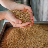 Bio-Gerste ganzes Korn (Nacktgerste) – Erhältlich bei Kornkiste, der nachhaltigen Unverpackt-Online-Foodcoop. Bio, plastikfrei und ökologisch verpackt im praktischen Mehrweg-Großgebinde. Lose und ressourcenschonend für gemeinschaftliches, bewusstes Einkaufen. Jetzt online bestellen!