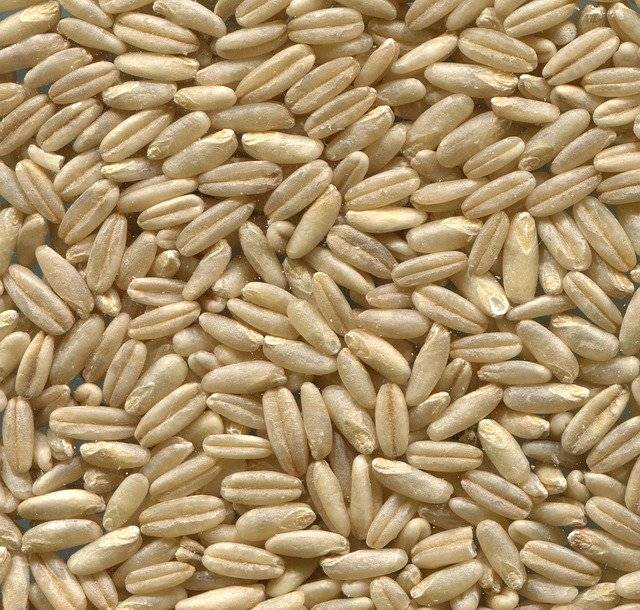 Bio-Hafer ganz, Nackthafer, roh – Erhältlich bei Kornkiste, der nachhaltigen Unverpackt-Online-Foodcoop. Bio, plastikfrei und ökologisch verpackt im praktischen Mehrweg-Großgebinde. Lose und ressourcenschonend für gemeinschaftliches, bewusstes Einkaufen. Jetzt online bestellen!