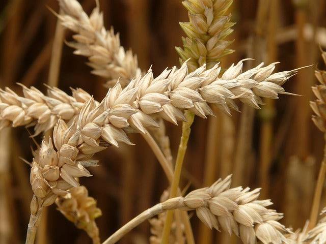 Bio-Weizen ganzes Korn, Bioland – Erhältlich bei Kornkiste, der nachhaltigen Unverpackt-Online-Foodcoop. Bio, plastikfrei und ökologisch verpackt im praktischen Mehrweg-Großgebinde. Lose und ressourcenschonend für gemeinschaftliches, bewusstes Einkaufen. Jetzt online bestellen!