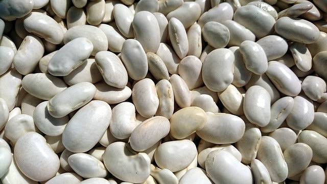 Bio-Bohnen weiß – Erhältlich bei Kornkiste, der nachhaltigen Unverpackt-Online-Foodcoop. Bio, plastikfrei und ökologisch verpackt im praktischen Mehrweg-Großgebinde. Lose und ressourcenschonend für gemeinschaftliches, bewusstes Einkaufen. Jetzt online bestellen!
