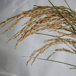 Bio-Reis echter Basmati vollkorn DAVERT – Erhältlich bei Kornkiste, der nachhaltigen Unverpackt-Online-Foodcoop. Bio, plastikfrei und ökologisch verpackt im praktischen Mehrweg-Großgebinde. Lose und ressourcenschonend für gemeinschaftliches, bewusstes Einkaufen. Jetzt online bestellen!