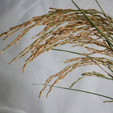Bio-Reis echter Basmati vollkorn DAVERT – Erhältlich bei Kornkiste, der nachhaltigen Unverpackt-Online-Foodcoop. Bio, plastikfrei und ökologisch verpackt im praktischen Mehrweg-Großgebinde. Lose und ressourcenschonend für gemeinschaftliches, bewusstes Einkaufen. Jetzt online bestellen!