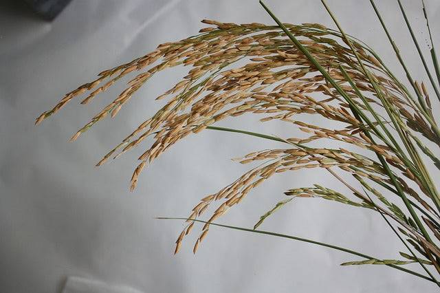 Bio-Reis echter Basmati vollkorn DAVERT – Erhältlich bei Kornkiste, der nachhaltigen Unverpackt-Online-Foodcoop. Bio, plastikfrei und ökologisch verpackt im praktischen Mehrweg-Großgebinde. Lose und ressourcenschonend für gemeinschaftliches, bewusstes Einkaufen. Jetzt online bestellen!