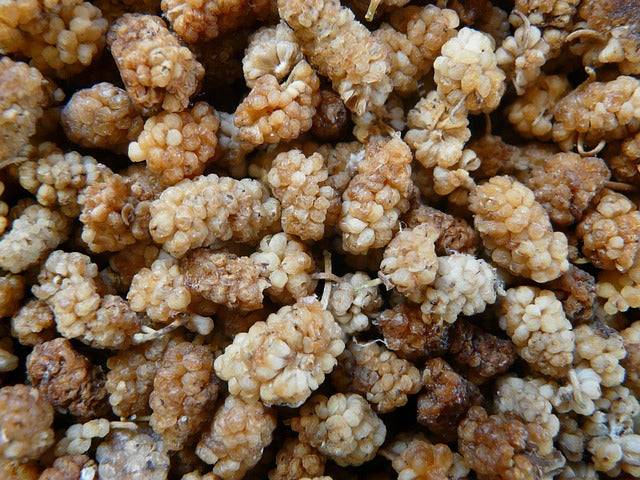 Bio-Maulbeeren hell – Erhältlich bei Kornkiste, der nachhaltigen Unverpackt-Online-Foodcoop. Bio, plastikfrei und ökologisch verpackt im praktischen Mehrweg-Großgebinde. Lose und ressourcenschonend für gemeinschaftliches, bewusstes Einkaufen. Jetzt online bestellen!