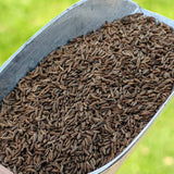 Bio-Kümmel ganz – Erhältlich bei Kornkiste, der nachhaltigen Unverpackt-Online-Foodcoop. Bio, plastikfrei und ökologisch verpackt im praktischen Mehrweg-Großgebinde. Lose und ressourcenschonend für gemeinschaftliches, bewusstes Einkaufen. Jetzt online bestellen!