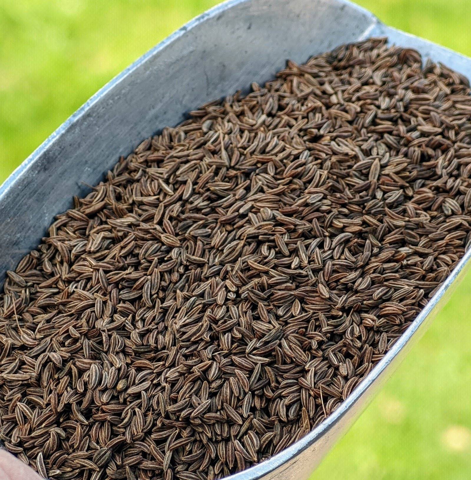 Bio-Kümmel ganz – Erhältlich bei Kornkiste, der nachhaltigen Unverpackt-Online-Foodcoop. Bio, plastikfrei und ökologisch verpackt im praktischen Mehrweg-Großgebinde. Lose und ressourcenschonend für gemeinschaftliches, bewusstes Einkaufen. Jetzt online bestellen!